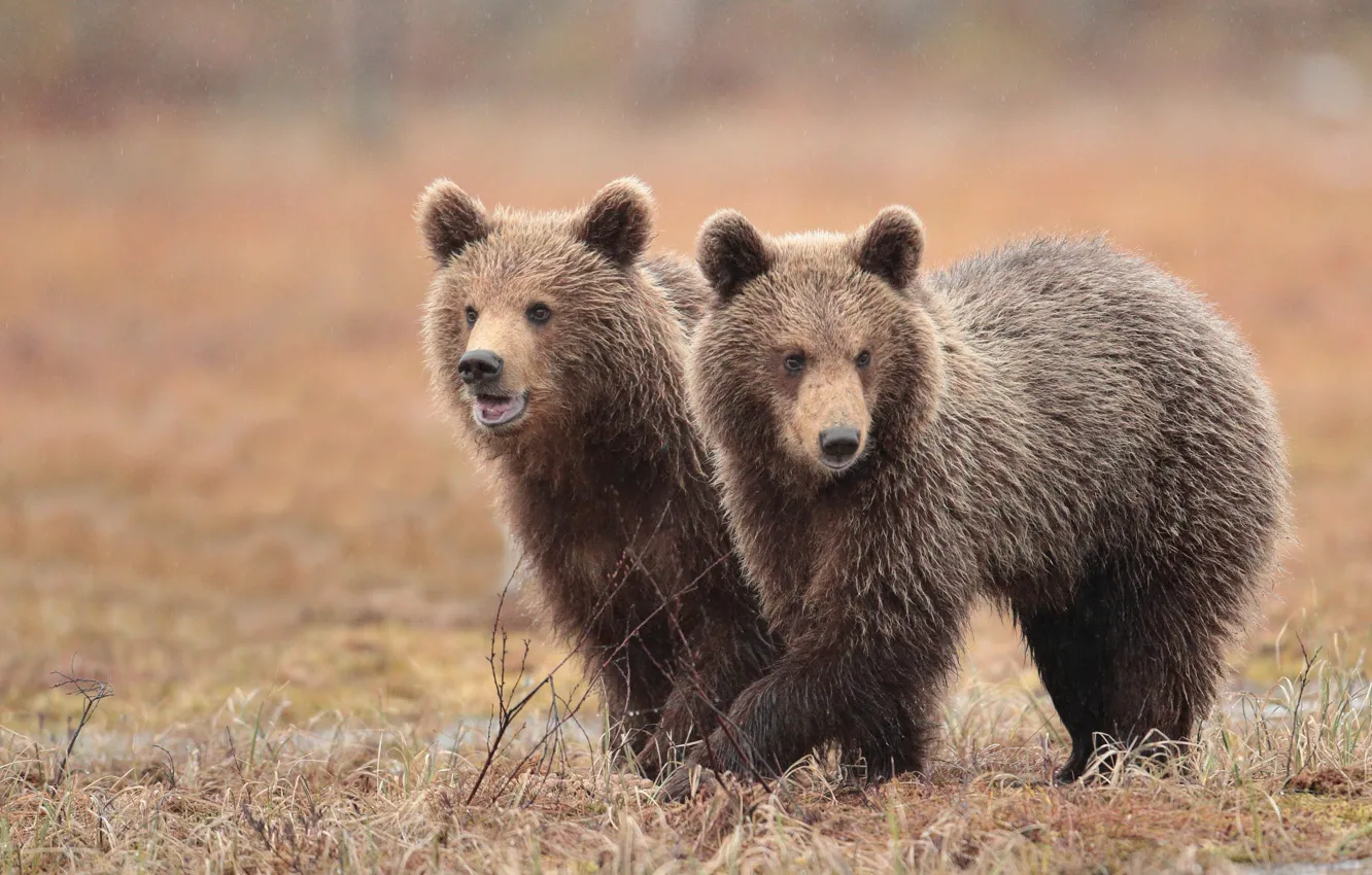 Фото обои взгляд, морда, природа, поза, поляна, медведь, медведи, медвежата