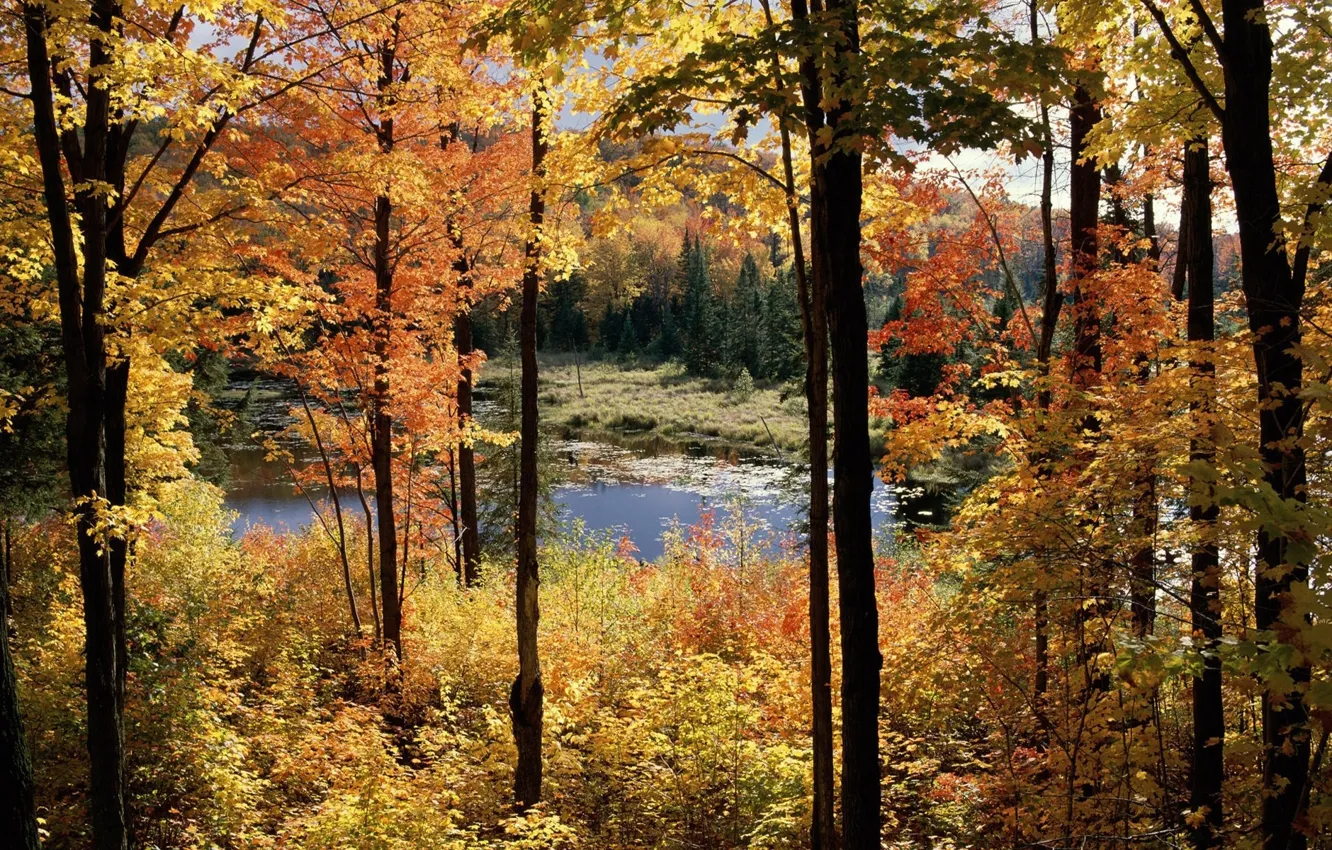 Фото обои осень, деревья, пейзаж, болото