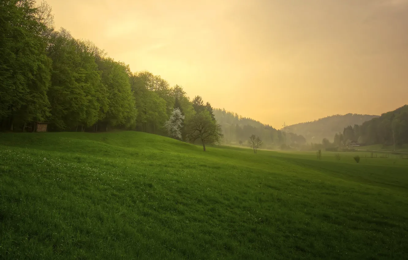 Фото обои лес, трава, закат, природа, весна, после дождя