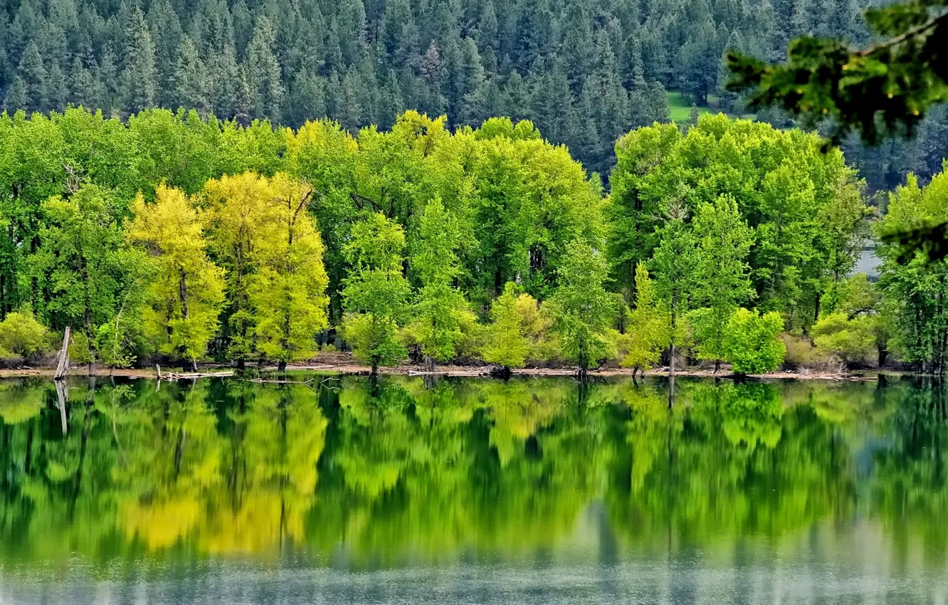 Фото обои лес, деревья, отражение, река