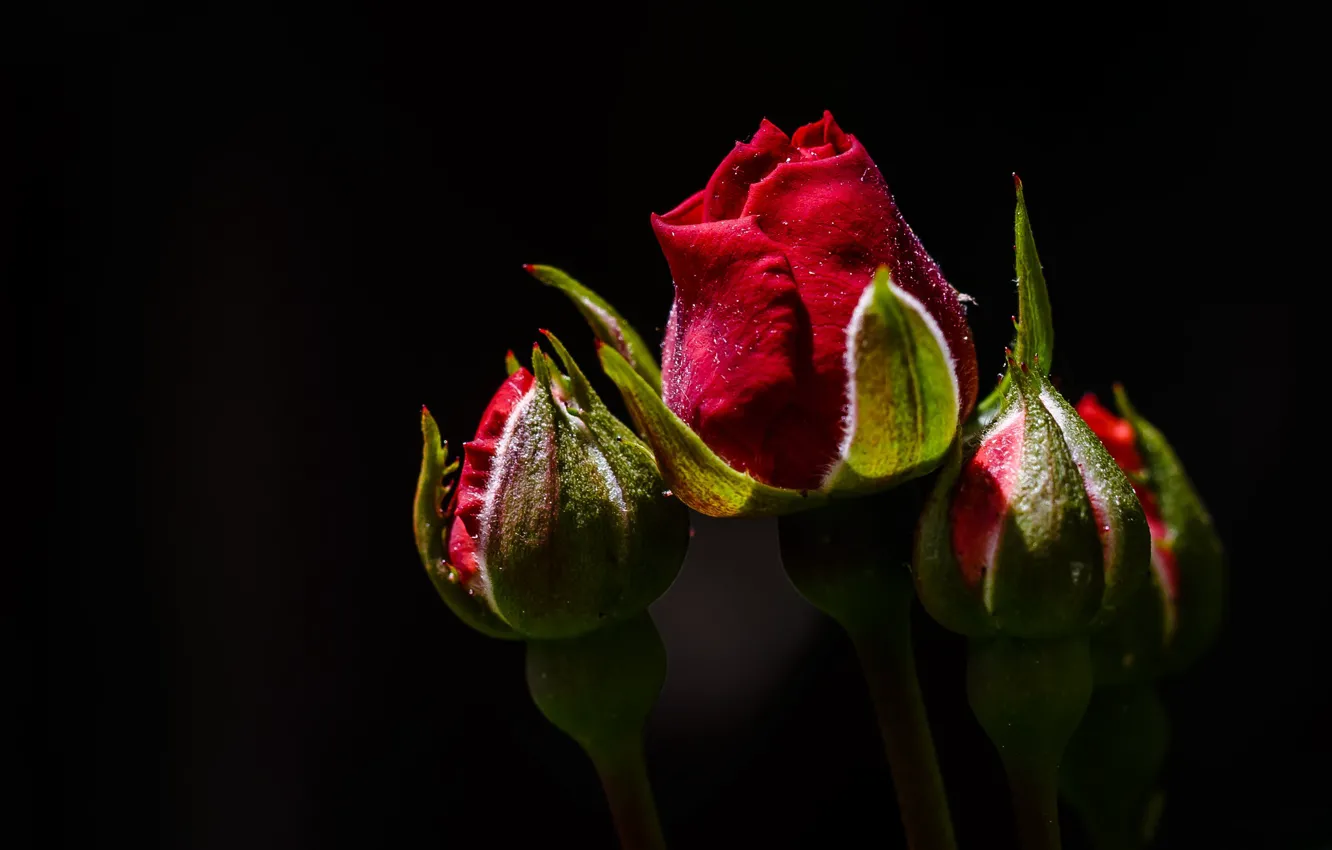 Фото обои красный, розы, бутоны