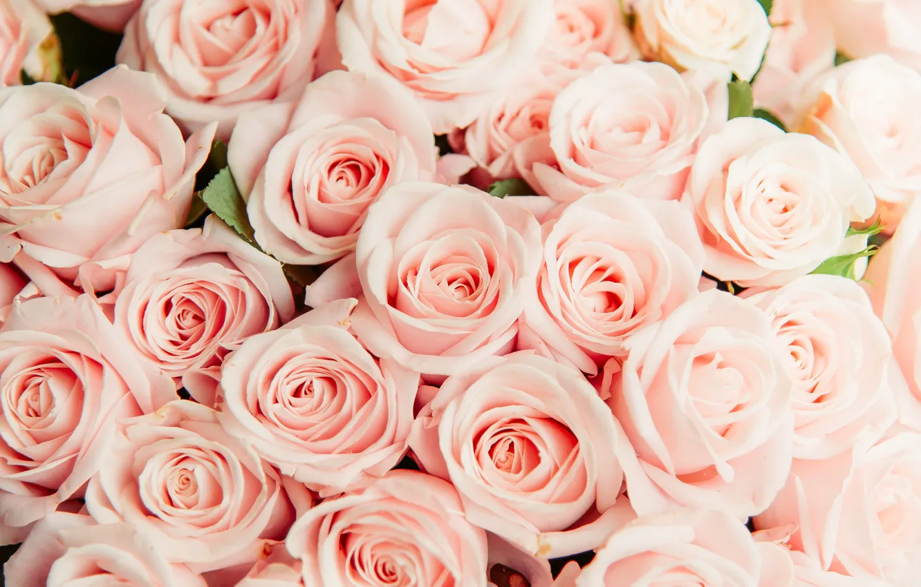Фото обои розы, розовые, много