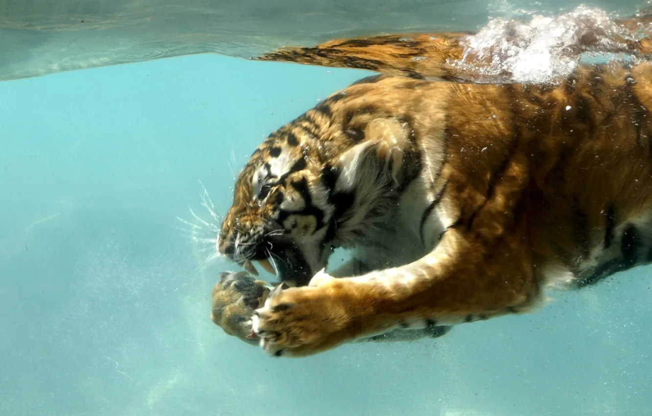 Фото обои кошка, природа, тигр, под водой