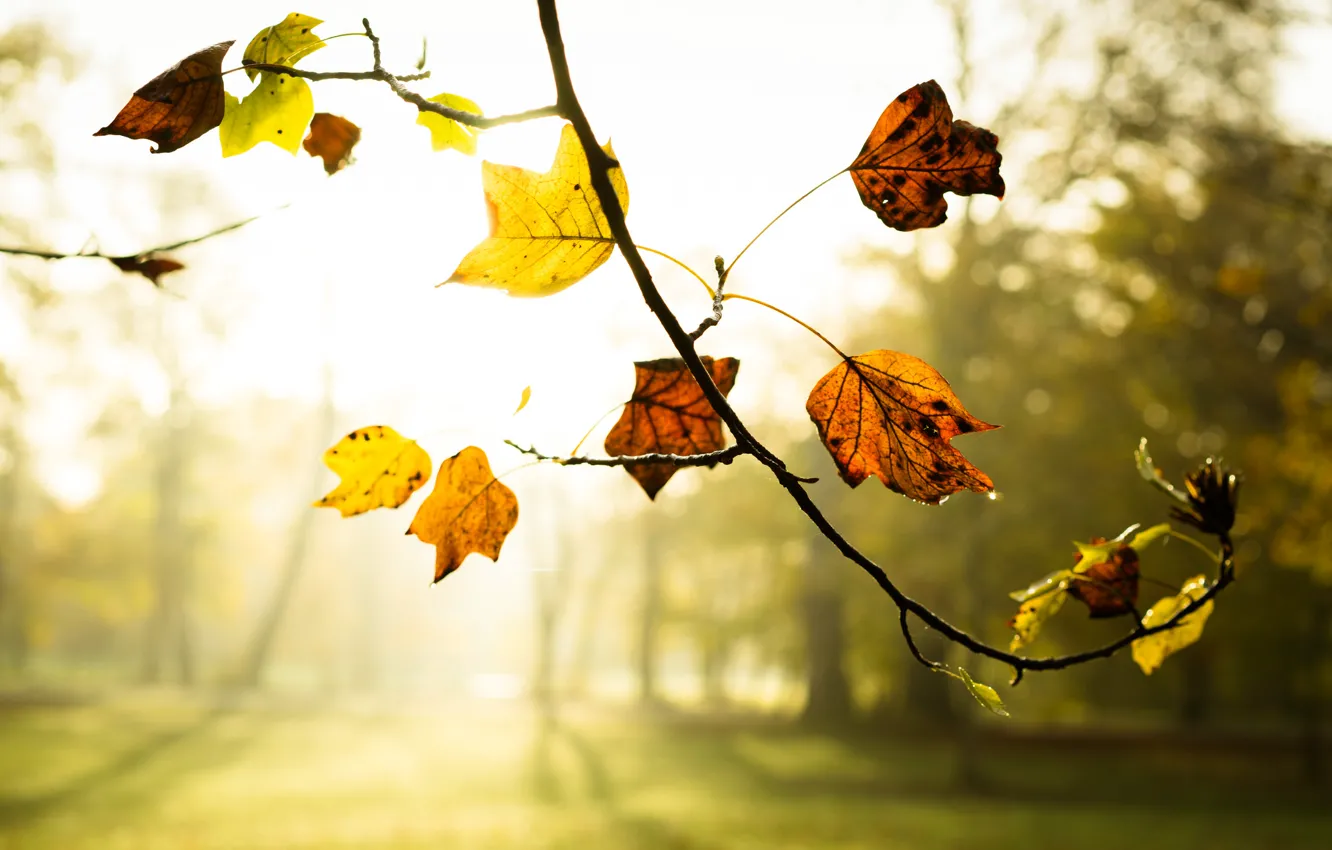 Фото обои осень, листья, туман, ветка, утро