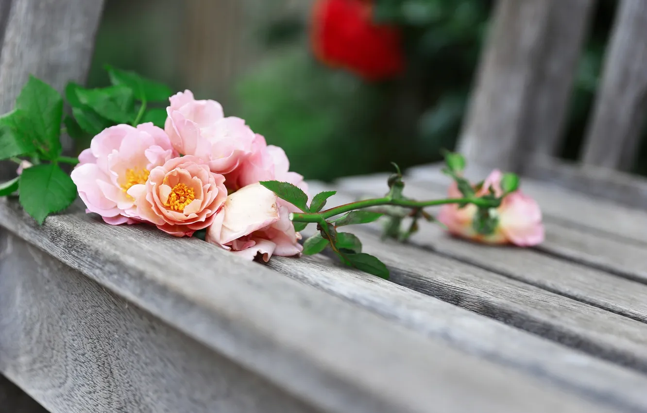 Фото обои цветы, розы, скамья