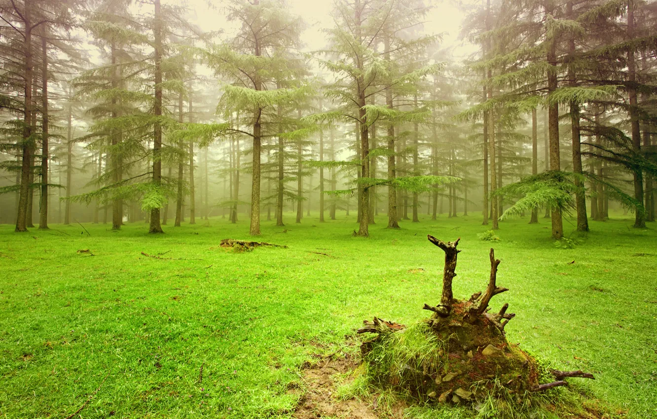 Фото обои лес, туман, поляна, елки, ели, сосны, коряга