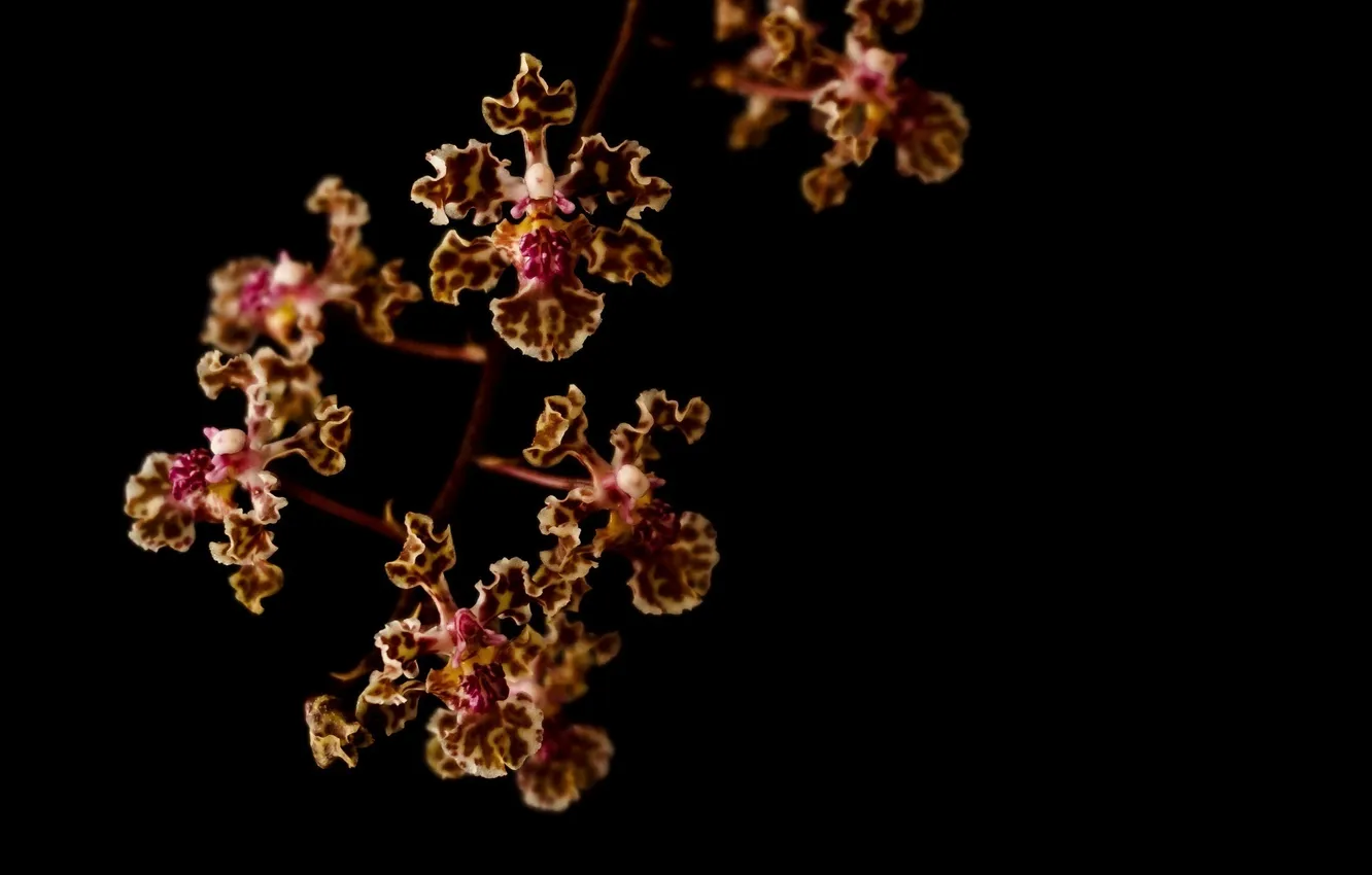 Фото обои макро, темный фон, ветка, орхидеи, пестрый