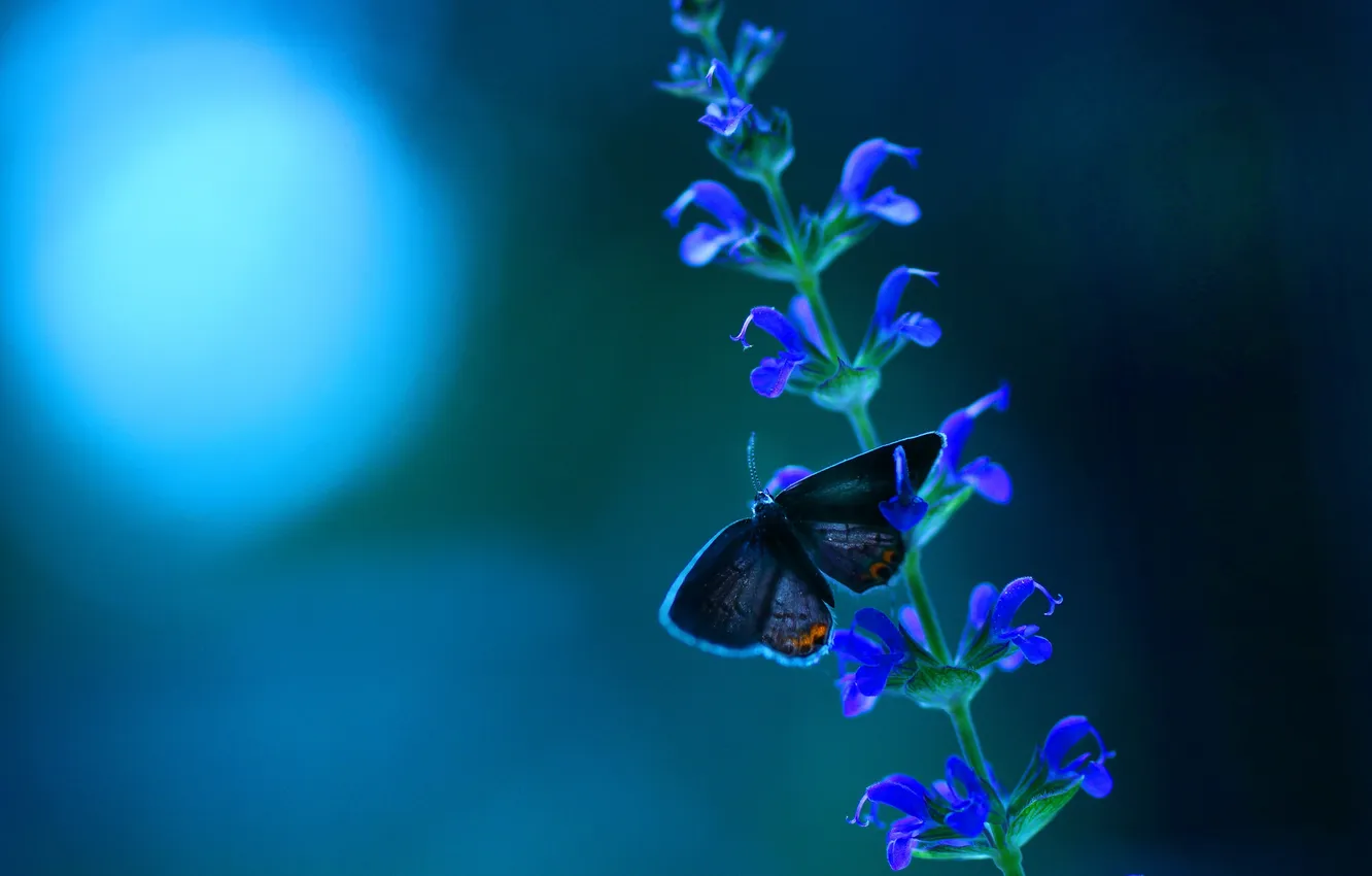 Фото обои макро, природа, бабочка, цветочки