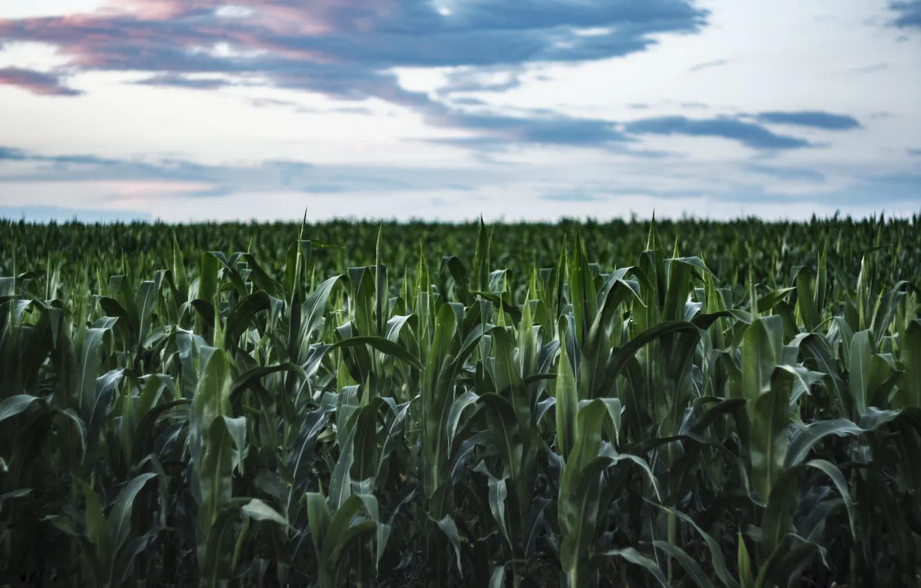 Фото обои поле, лето, небо, вечер, кукуруза, corn