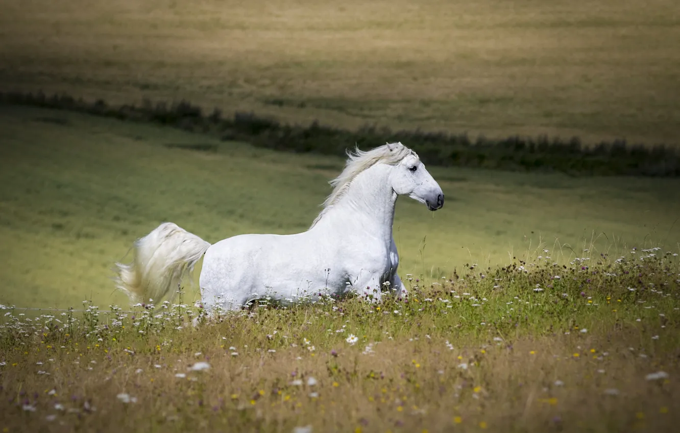 Фото обои белый, лето, конь, лошадь, жеребец, луг, бег, простор