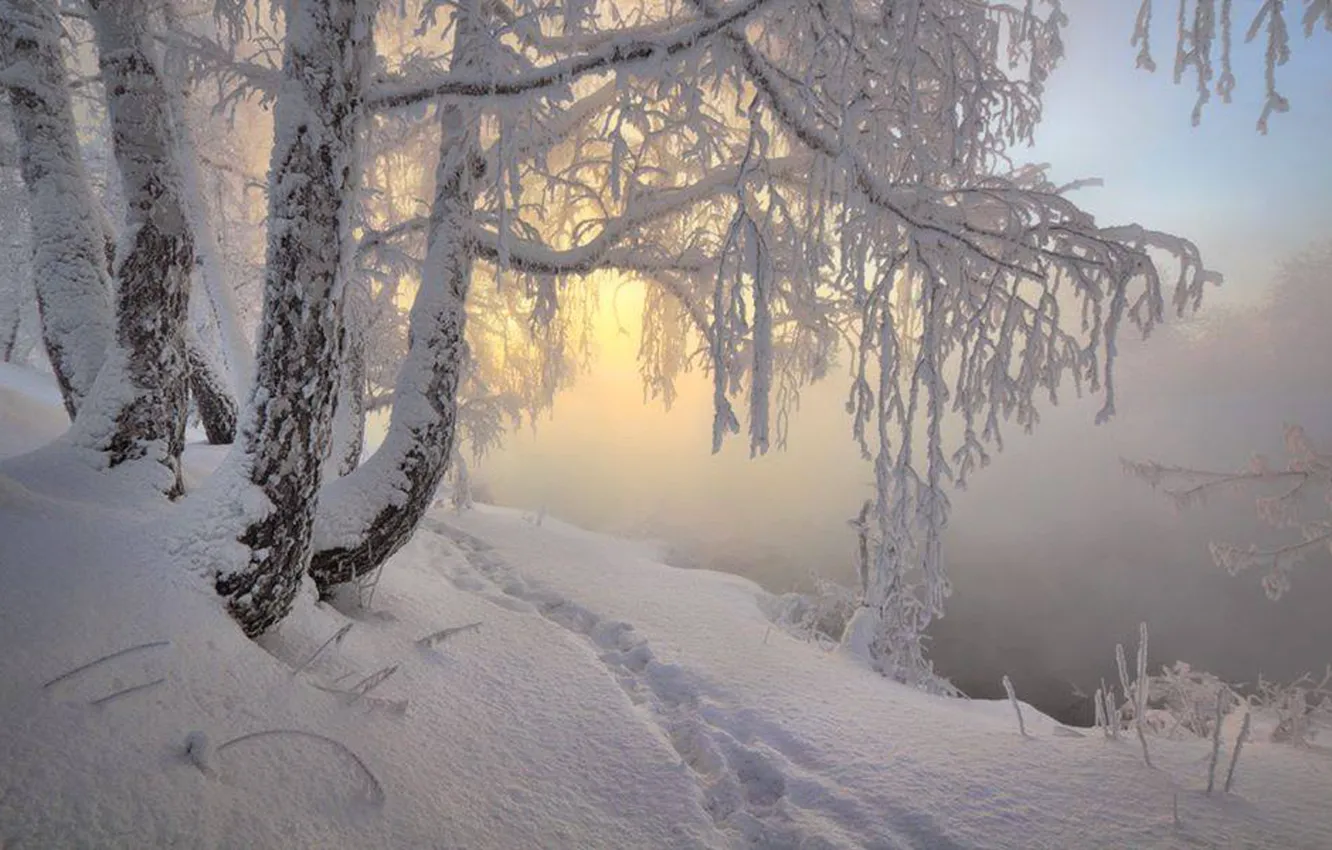 Фото обои trees, nature, winter, snow