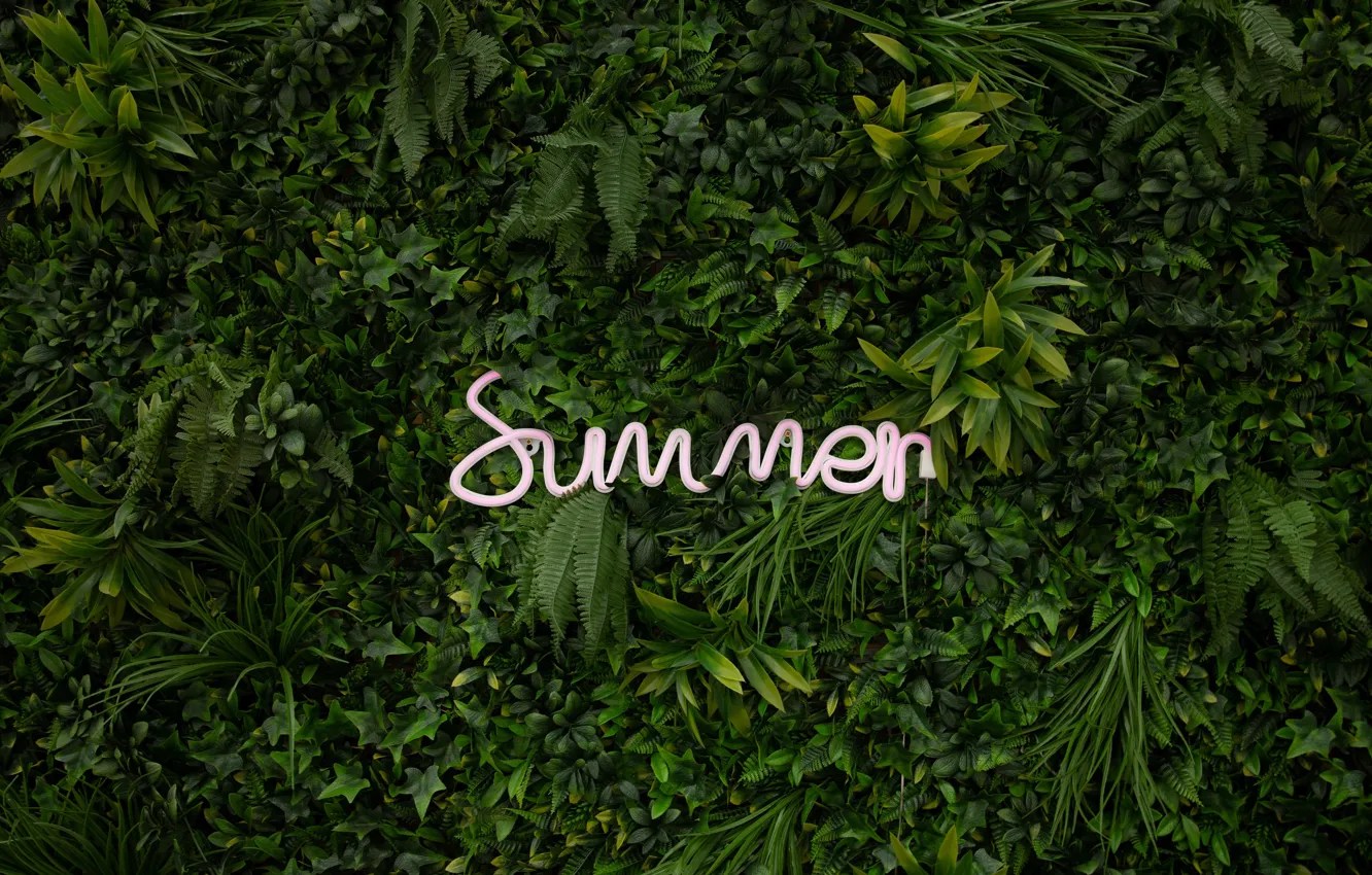 Фото обои лето, листья, растения, неон, summer, neon