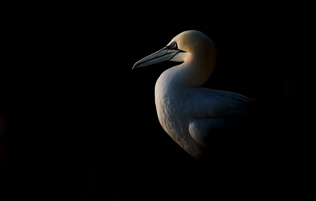 Фото обои свет, птица, тень, Northern Gannet