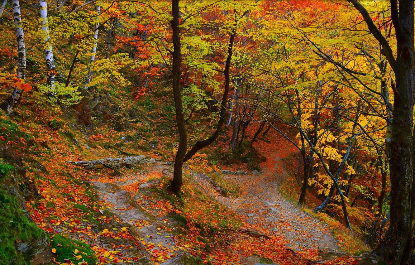 Фото обои Тропинка, Осень, Деревья, Лес, Fall, Листва, Autumn, Colors