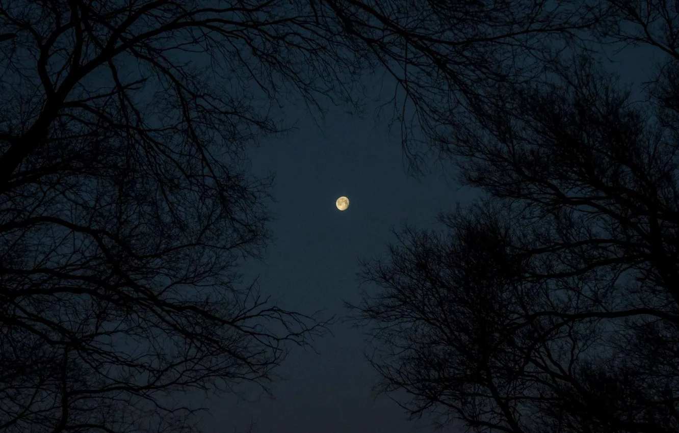 Фото обои лес, небо, деревья, ночь, природа, луна