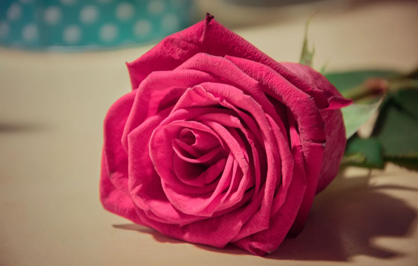 Фото обои цветок, стол, розовый, роза, лежит
