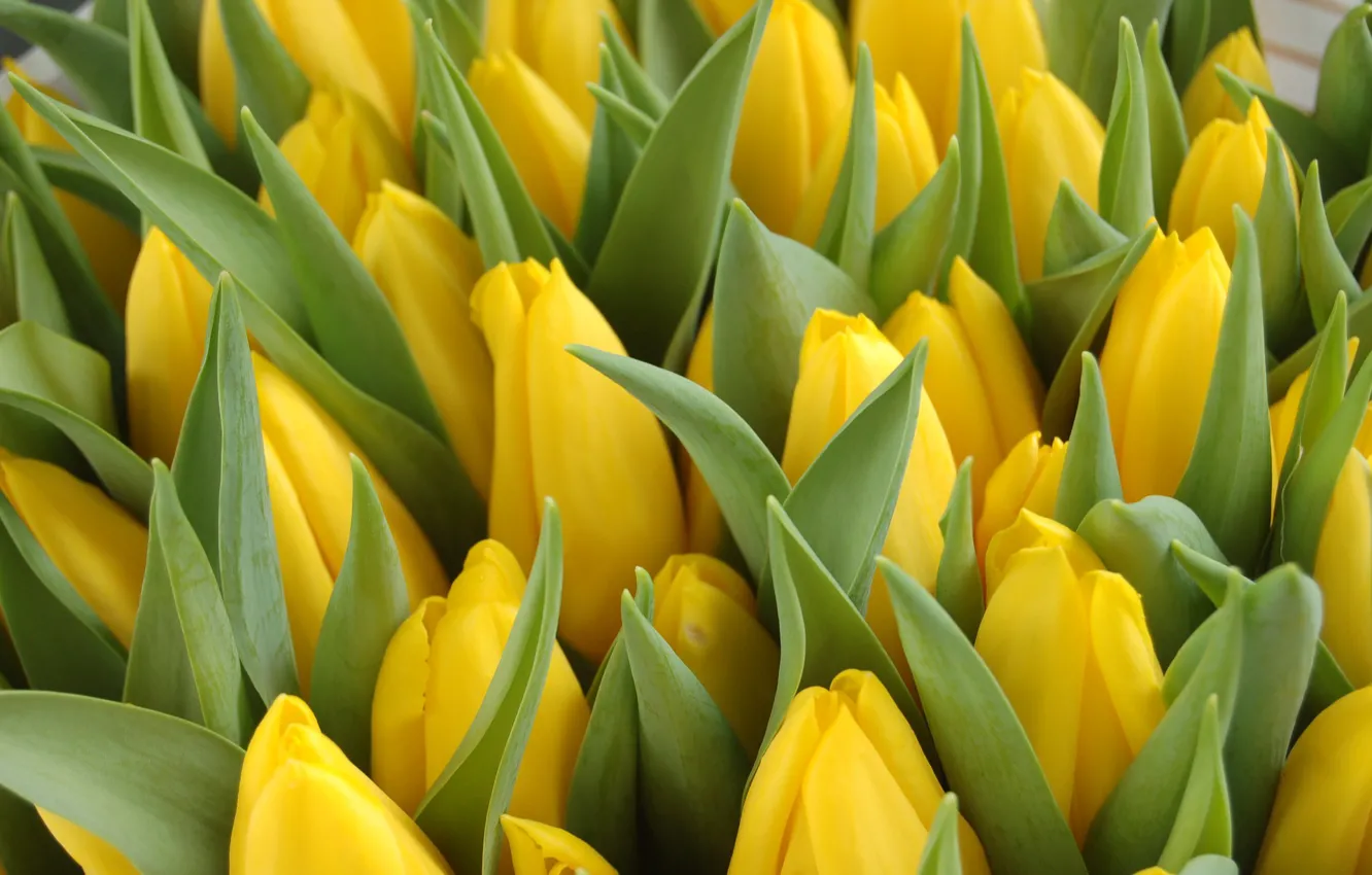 Фото обои много, вид сверху, желтые тюльпаны