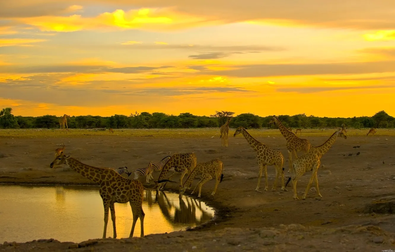 Фото обои жираф, Африка, водопой, стадо