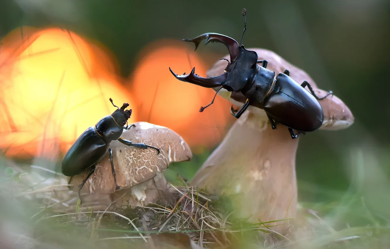 Фото обои трава, макро, природа, грибы, жуки, Алексей Макеев
