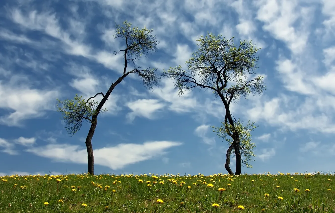Фото обои зелень, небо, трава, облака, цветы, поляна, одуванчики, жёлтые