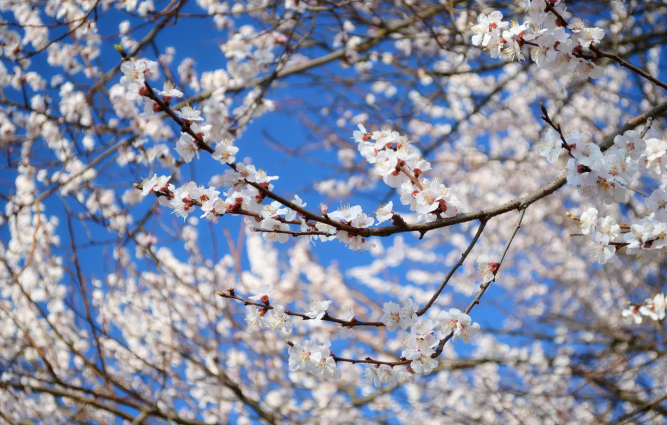 Фото обои деревья, Цветы, весна