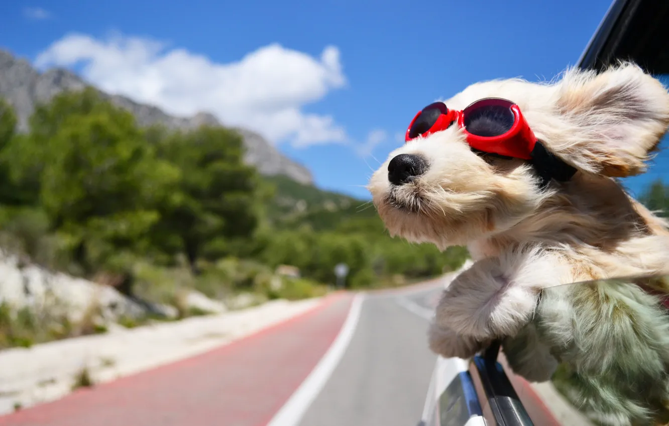 Фото обои дорога, машина, ветер, собака, очки, тёмные
