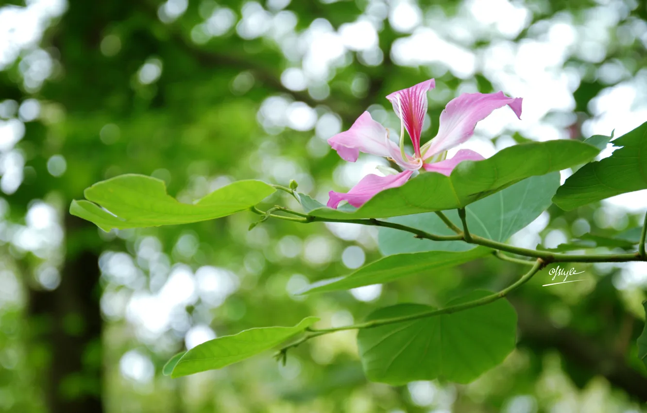 Фото обои flower, retro, Clover, vingtage