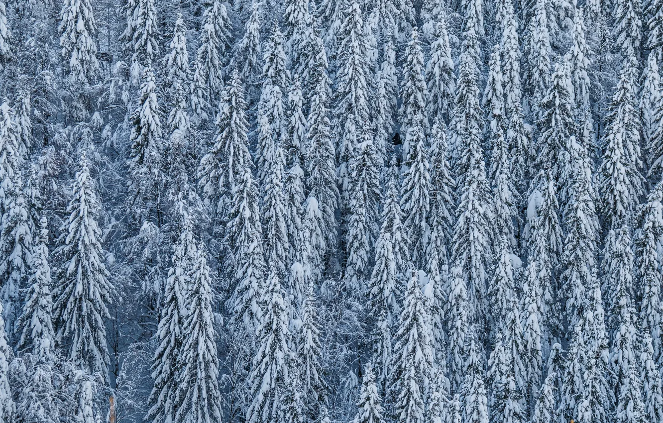 Фото обои снег, деревья, хвойные