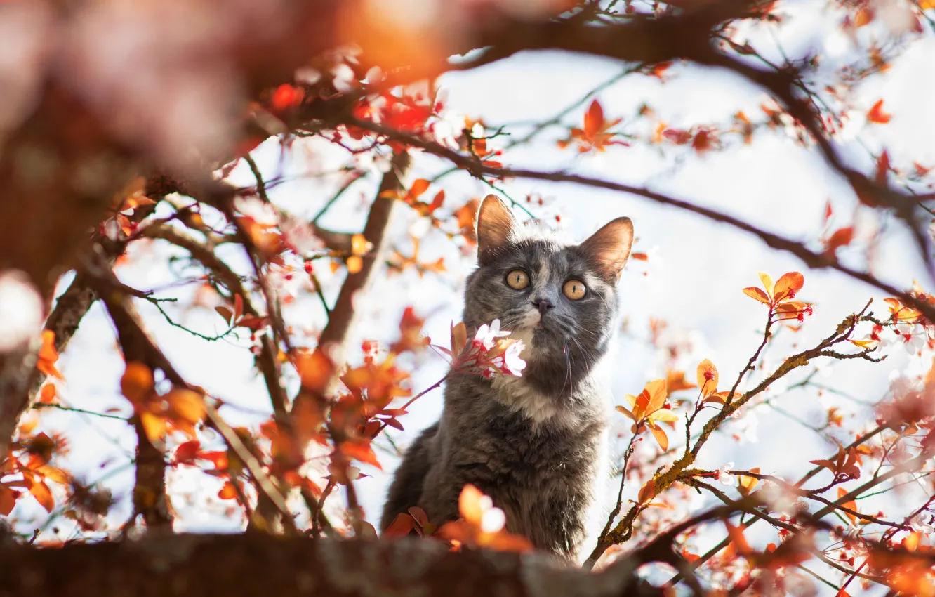 Фото обои кошка, кот, взгляд, свет, цветы, ветки, поза, котенок