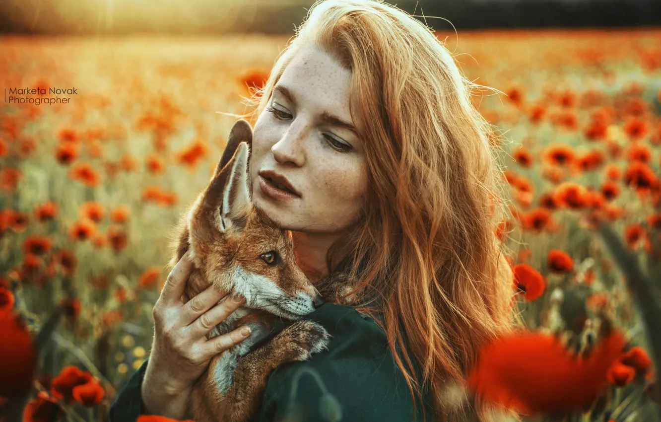 Фото обои девушка, цветы, лицо, маки, лиса, рыжая, рыжеволосая, лисёнок