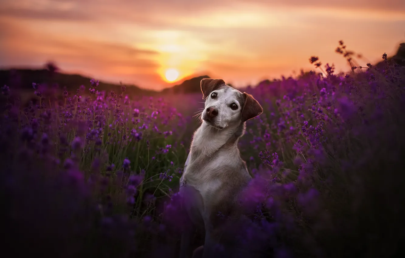 Фото обои поле, взгляд, закат, цветы, собака, лаванда