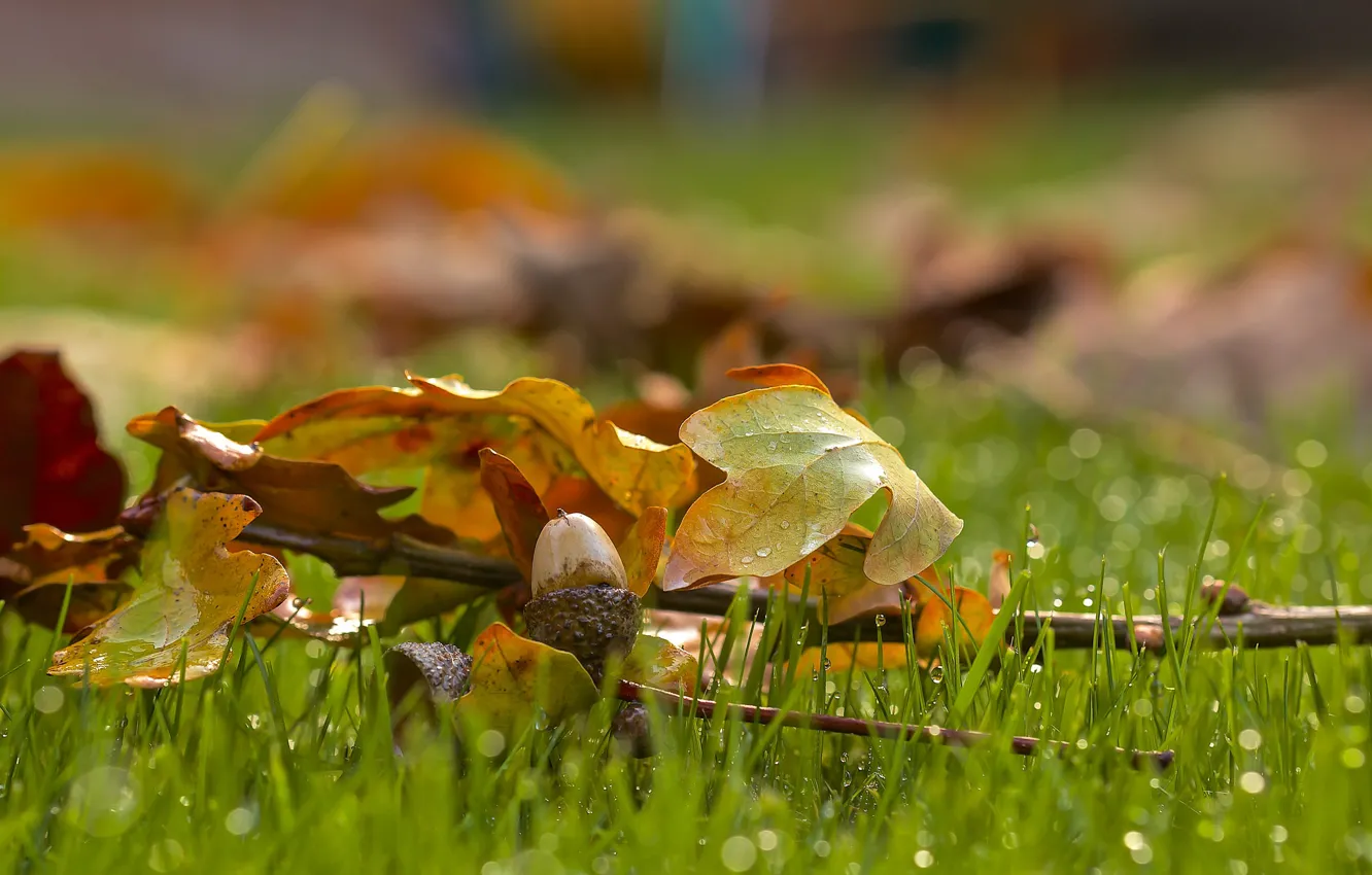 Фото обои капли, на траве, жёлудь, дубовые листья, размытость боке