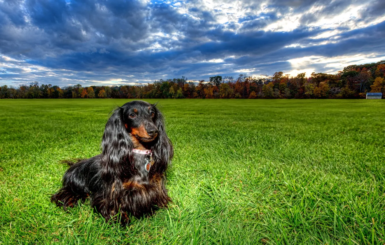 Фото обои поле, собака, Dachshunds