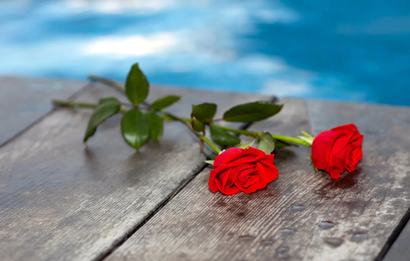Фото обои вода, цветы, мост, доски, розы