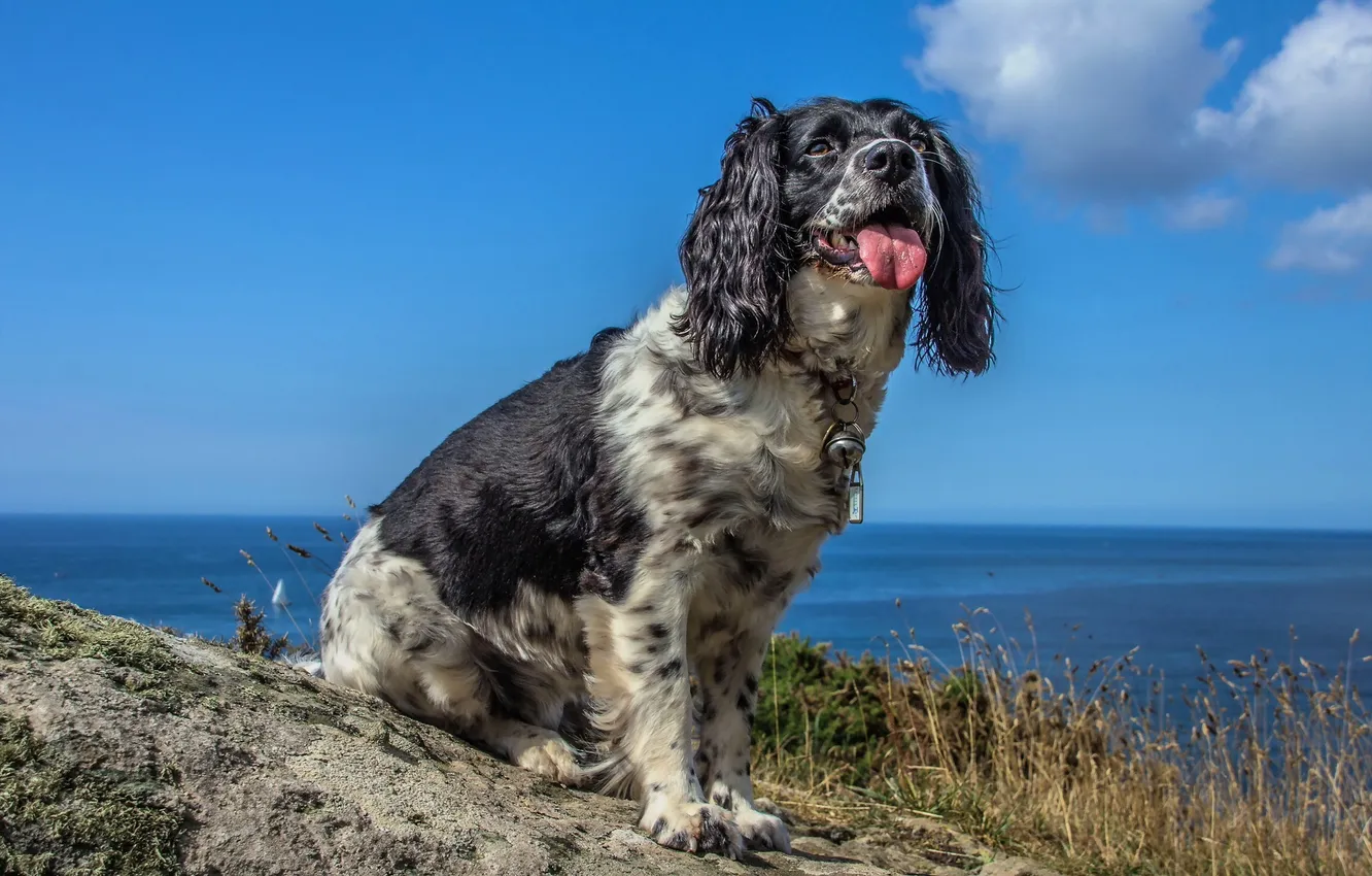 Фото обои взгляд, друг, собака