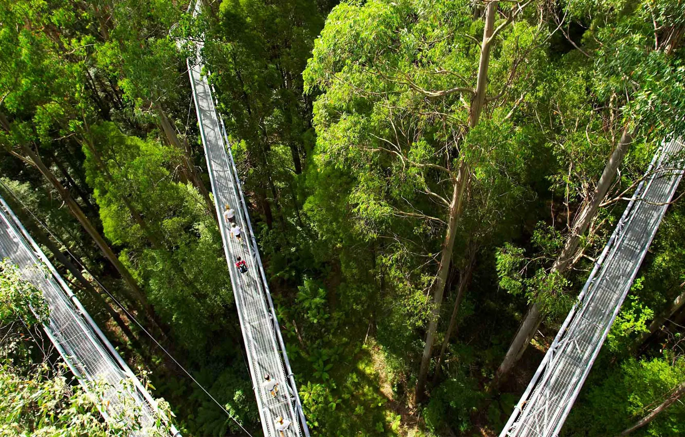 Фото обои деревья, тропа, Австралия, Фергюсон, Otway Fly Treetop