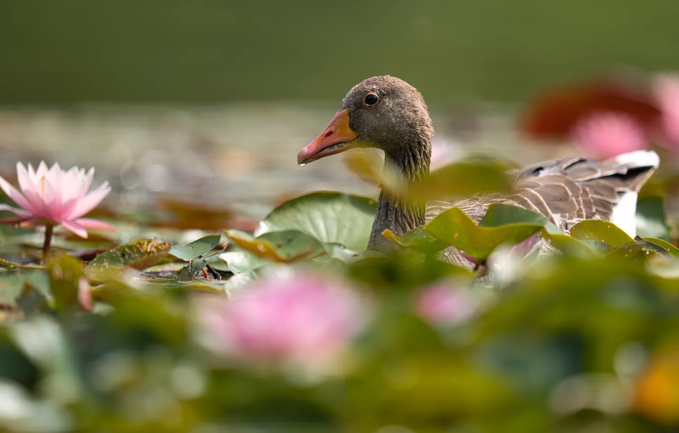 Фото обои цветы, пруд, серый, птица, водяные лилии, водоем, гусь, плавание
