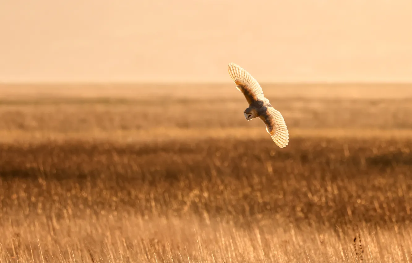 Фото обои Free, Owl, Bird, Field, Birds of Prey, Heather Wilde