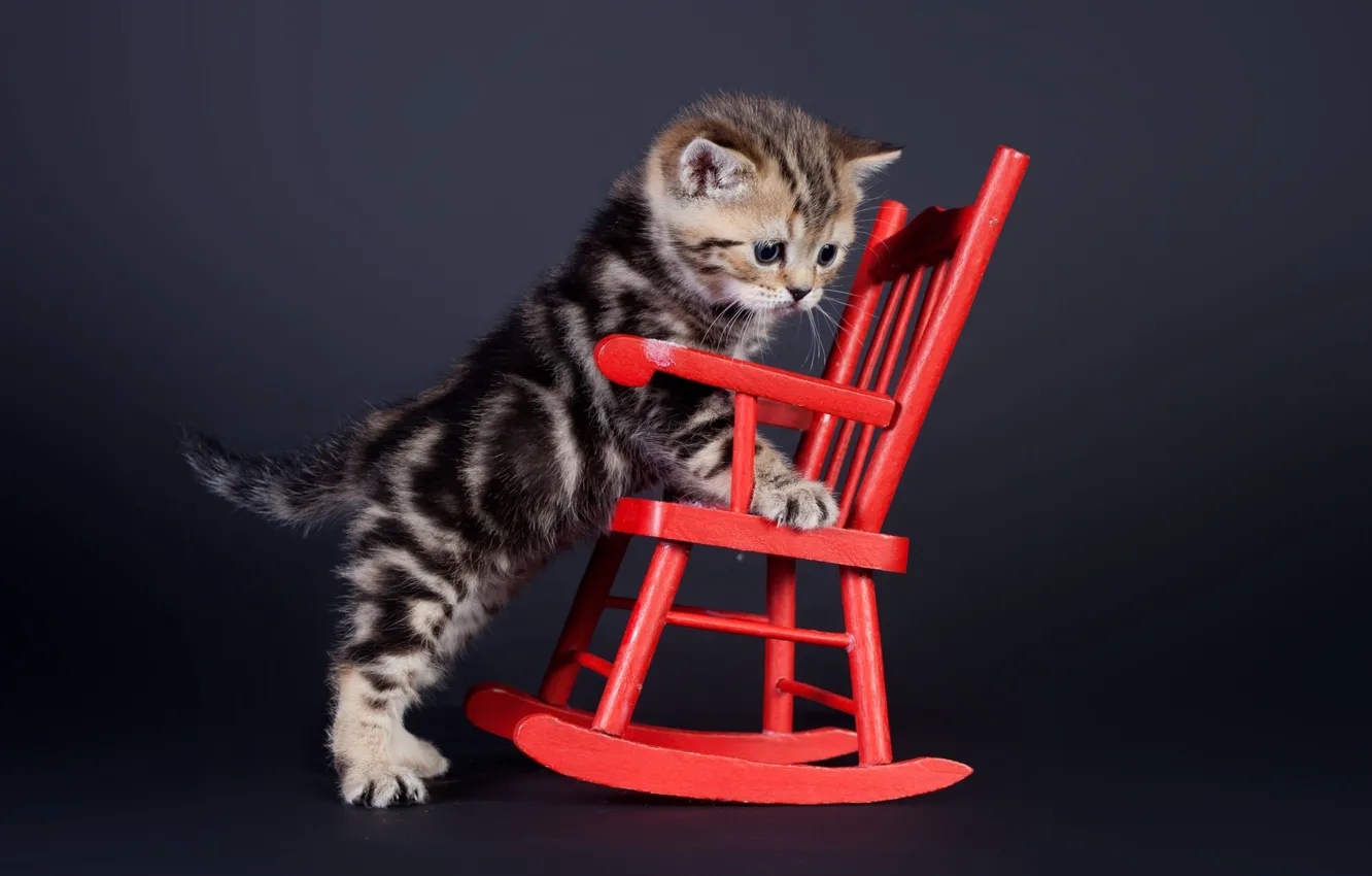 Фото обои фон, стул, котёнок, стульчик