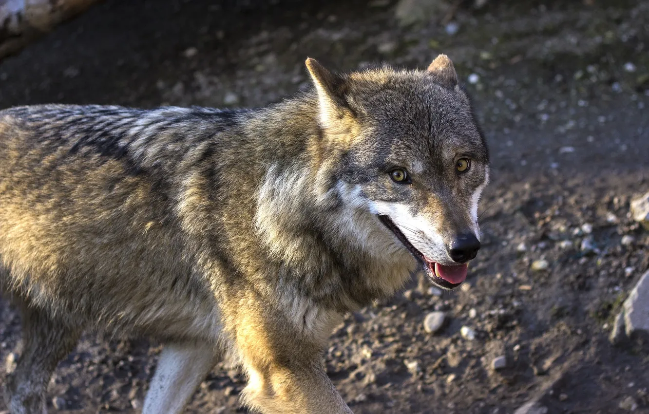 Фото обои fantasy, nature, art, snow, predator, face, animal, wolf