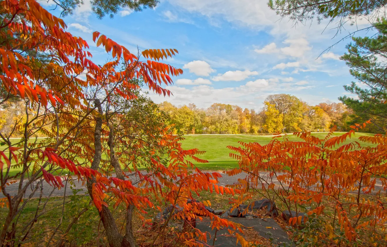 Фото обои осень, листья, деревья, парк, багрянец