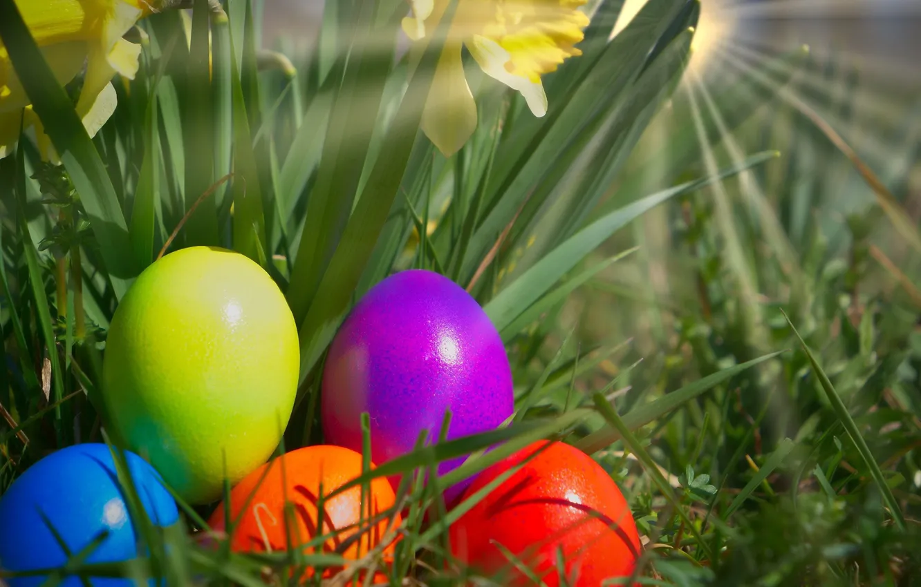 Фото обои природа, яйца, весна, Пасха, нарциссы