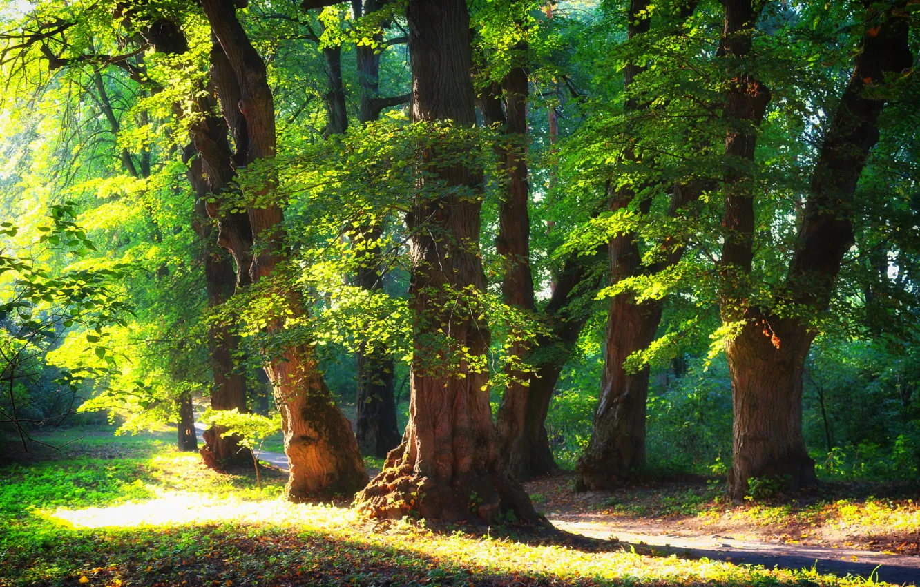 Фото обои лес, лето, деревья, природа, солнечный день, природа nature, природа green style, пейзаж nature