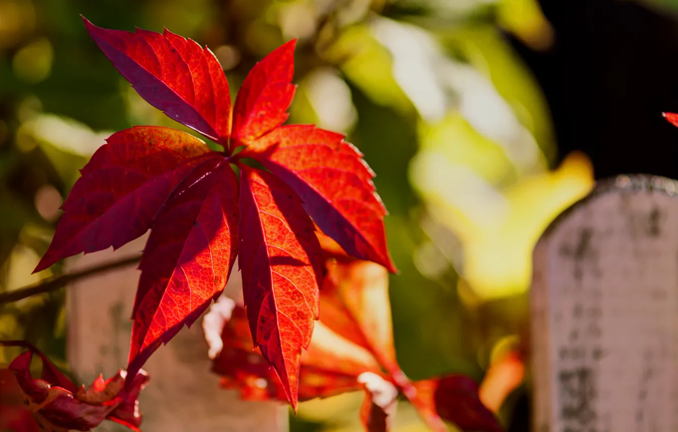 Фото обои осень, природа, лист, забор