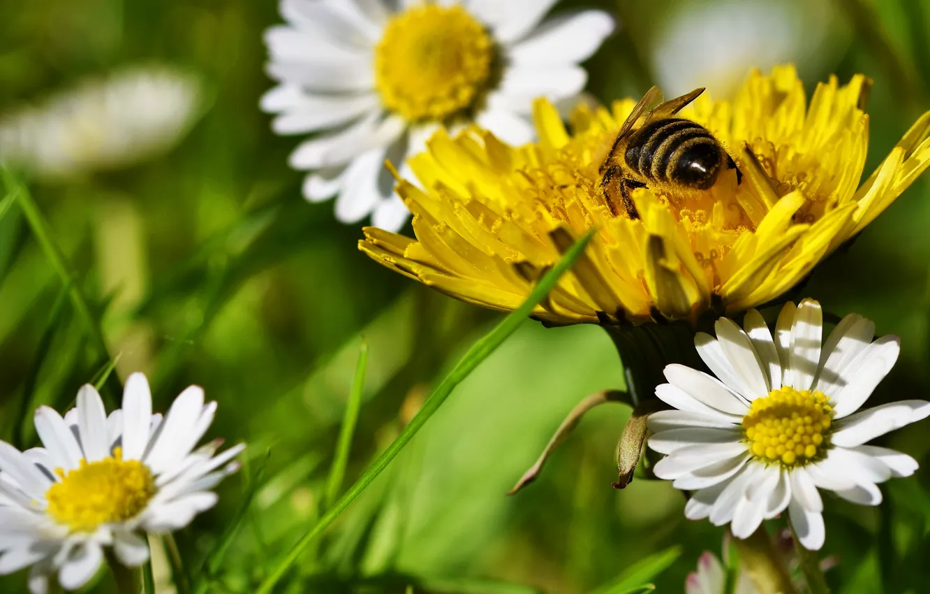 Фото обои зелень, цветок, лето, трава, цветы, желтый, пчела, настроение