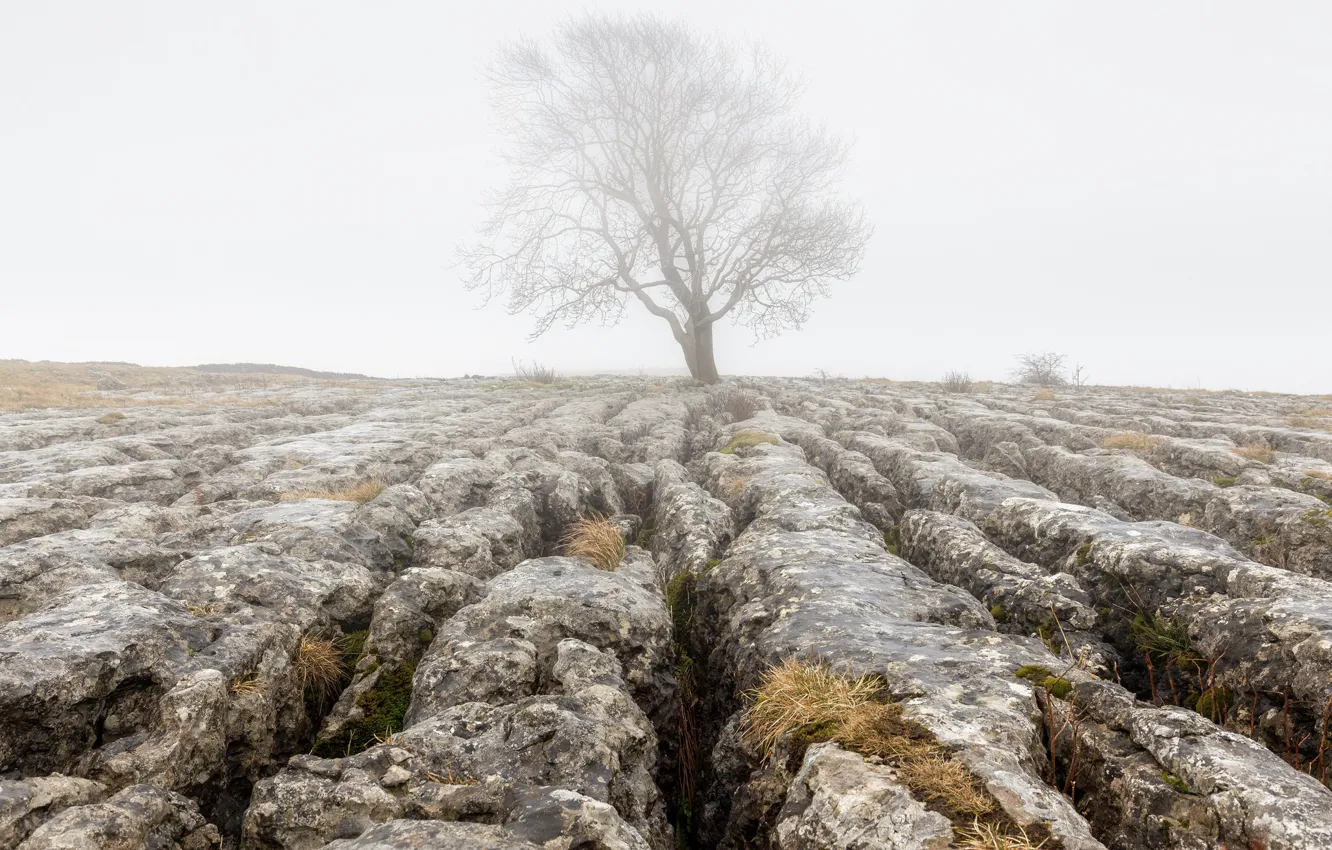 Фото обои туман, камни, дерево, земля