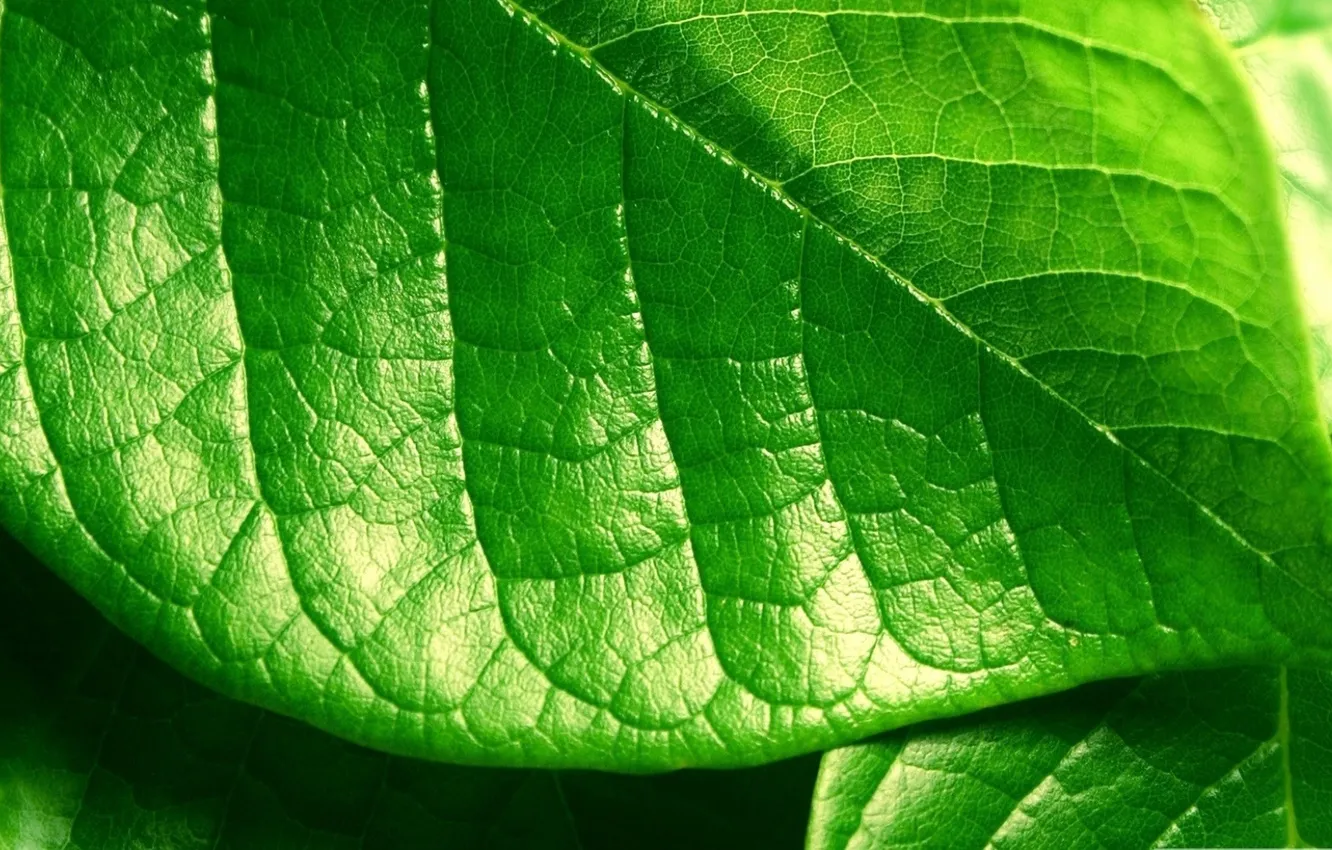 Фото обои зелень, макро, фото, фон, обои, растение, листик