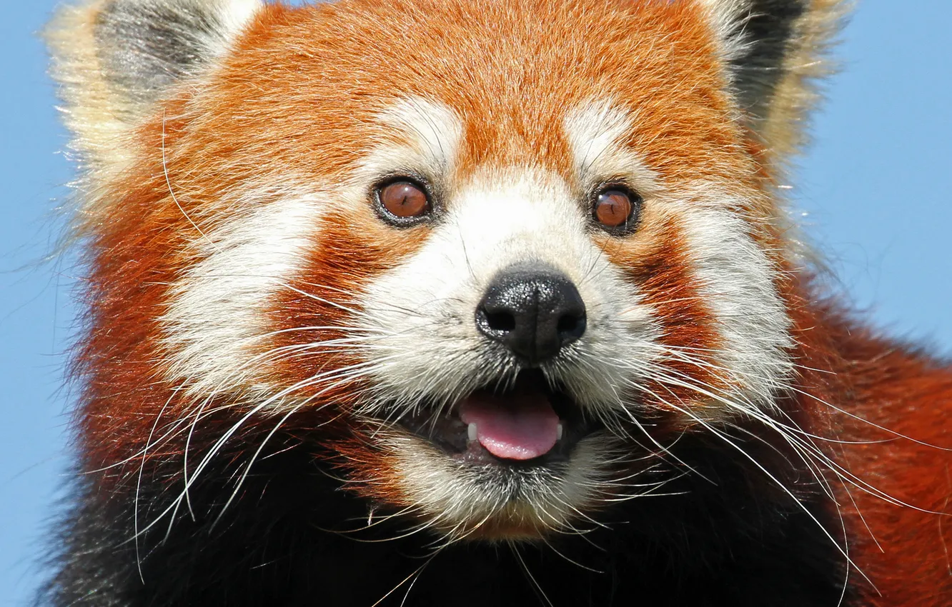 Фото обои взгляд, морда, красная панда, firefox, малая панда