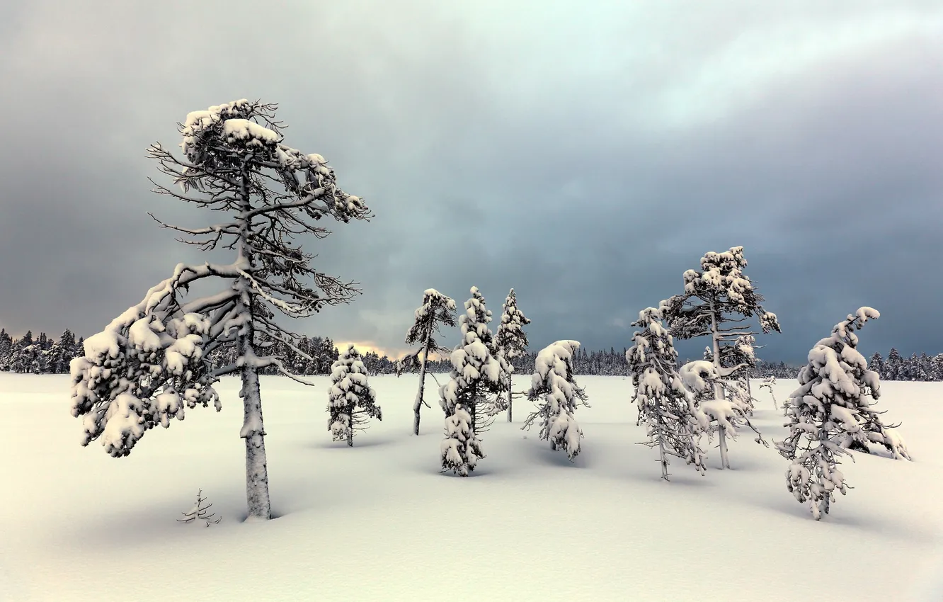Фото обои зима, поле, снег