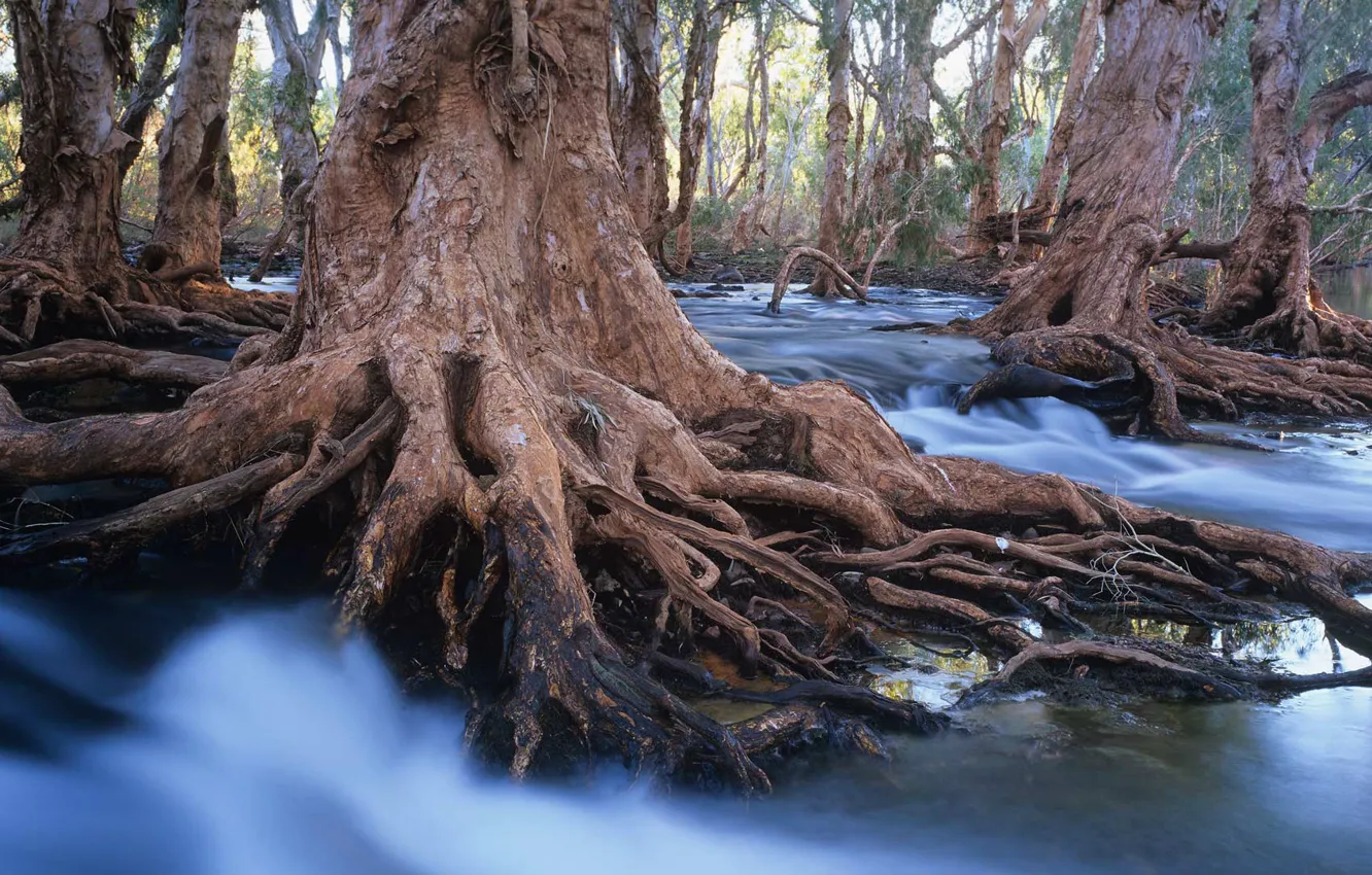 Фото обои корни, Австралия, чаайное дерево, мелалеука